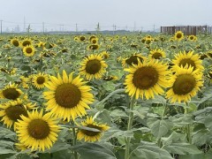 跳ねっ返る光に指を立てて