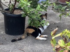 おいらはおいらでやるよ