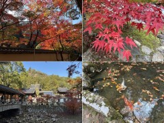 季節は巡り森は染められ