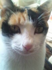 今晩は紹介します