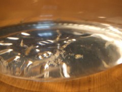 続・金魚とワイン