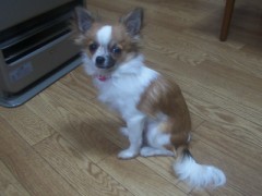 うちのレオ君です”よろしくね