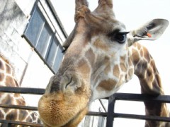 お家ＣＡＦＥ♪