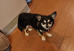 自宅トレーニング