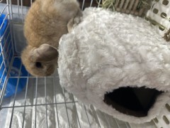 【お題日記】こんな珍しい動物飼ってます