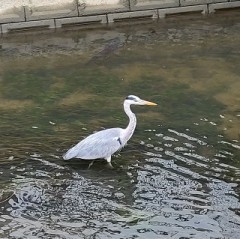 近所の水路に鳥が！