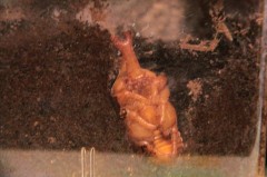 人工蛹室のカブトムシ