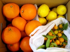 今度は、イヨカンです。