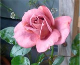 冷蔵庫に必ず入っている物。