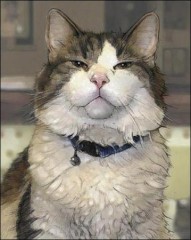 患者の死を予知する猫