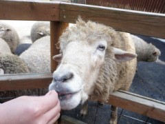 ちょいだしって何？？？