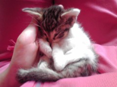 仔猫拾いました!