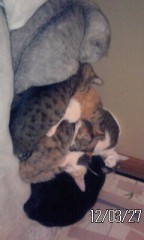 いつもの朝の様子ですが、何か？