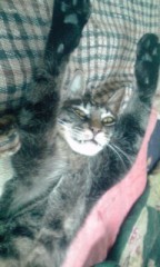 キツネにばかされて、つままれた、かも？