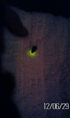 昨晩、いつの間にか珍客が、