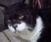 勝手に自己紹介します、