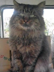 前回のログの画像の猫の機嫌について、