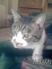 やっぱり究極は野生のチ−タ−。