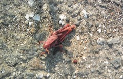 俺はライダー何号？？