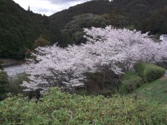 昨夜の雨風にも耐え