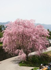 山の桜は未だだった