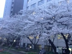 銀座の桜