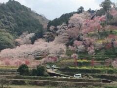 今が見頃満開です