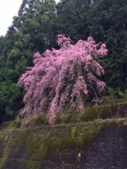 もう少しで満開