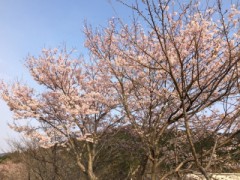 桜咲く