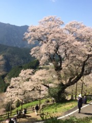 今日のひょうたん桜