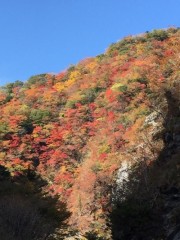 天気いいので紅葉狩り