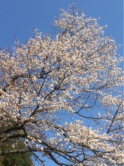 あゝ春が来た！