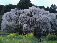 【お題日記】お花見行った？