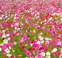 ★☆★　　言葉にできない　　★☆★