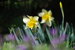 カトレアクローバー