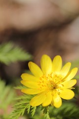 写真のみ(・・;)