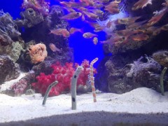 【お題日記】行きたい、行く予定の夏のイベント