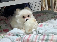 【お題日記】最近感動したこと！