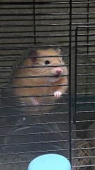 【お題日記】背中に乗った事のある動物