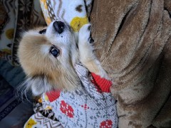 【お題日記】トイレのドア開けられちゃった事ある？