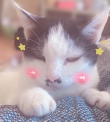 【お題日記】最近気になる動物