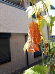 ホワイトゴーヤーなのに