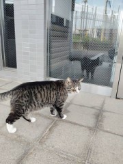 おっきな猫さんが