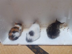 ちっちゃい　もふもふ