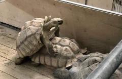 スローセックス