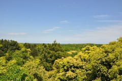 昇ってみたけど！