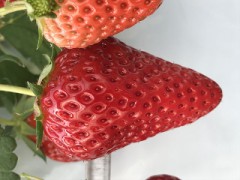 &#25445;ぎ取って！