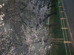 ライトアップを見ながら