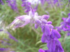 血液型で性格がわかる？