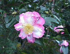 医者には治せない鬱病。